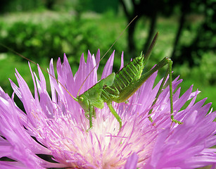 Image showing grasshopper on cornflower