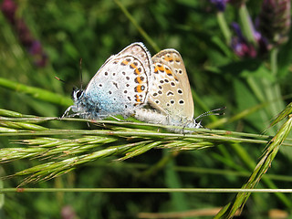 Image showing  two butterflies 