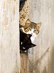 Image showing Two outdoor cat