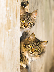 Image showing spring cats