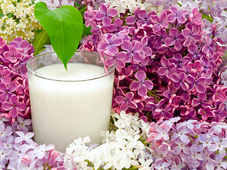 Image showing milk and lilac