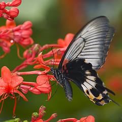 Image showing tropical butterfly macro