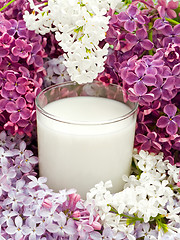 Image showing milk and lilac