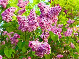 Image showing lilac flowers