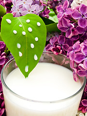 Image showing lilac flower and milk