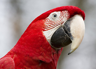 Image showing Ara parrot