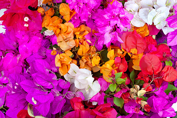 Image showing Bougainvillea 