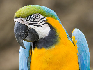 Image showing Ara parrot