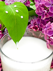 Image showing milk and lilac
