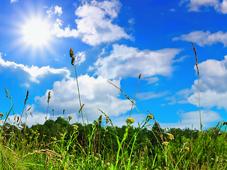 Image showing grass and sky