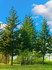 Image showing spring landscape