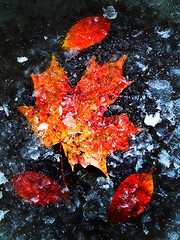 Image showing autumn leaves in ice