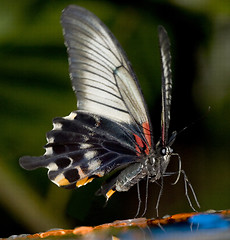 Image showing tropical butterfly on feeder