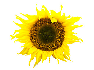 Image showing sunflower