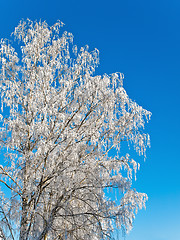 Image showing winter tree