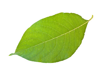 Image showing green leaf 