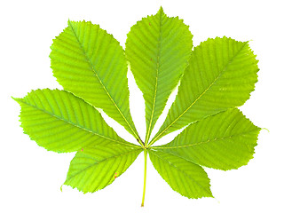 Image showing chestnut leaf 