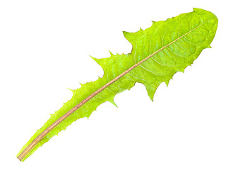 Image showing dandelion leaf 