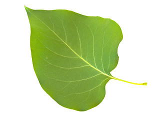 Image showing lilac leaf