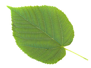 Image showing linden leaf