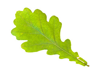 Image showing oak leaf