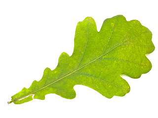 Image showing oak leaf 