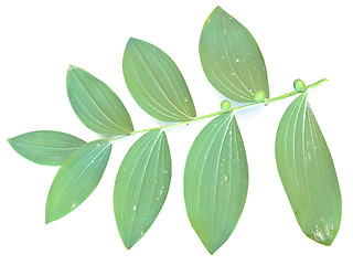 Image showing mezereon leaf 