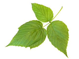 Image showing raspberry leaf 