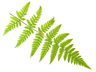 Image showing fern leaf 