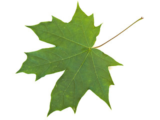 Image showing maple leaf 