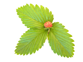 Image showing strawberry leaves