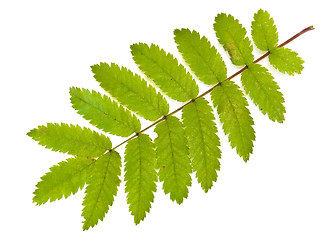 Image showing ash leaf 