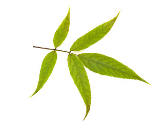 Image showing green leaf