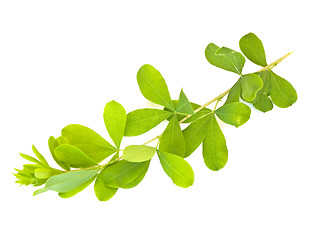 Image showing green leaf