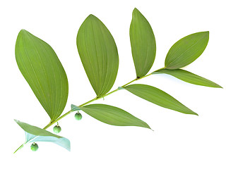 Image showing green leaf