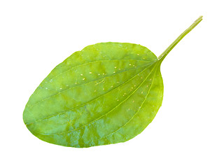 Image showing ribwort leaf 