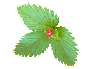 Image showing strawberry leaves