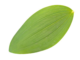 Image showing green leaf