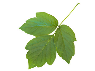 Image showing green leaf 