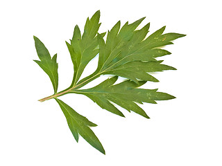 Image showing green leaf 