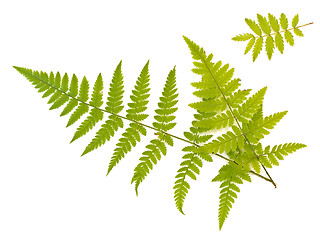 Image showing fern and ash leaves