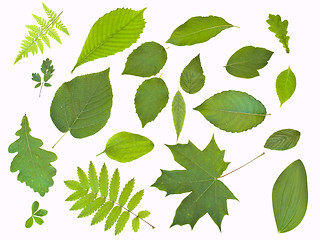 Image showing green leaves