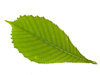 Image showing chestnut leaf 