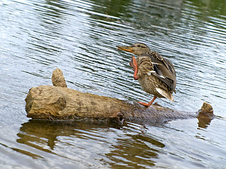 Image showing scratching duck