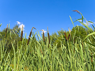 Image showing bulrush