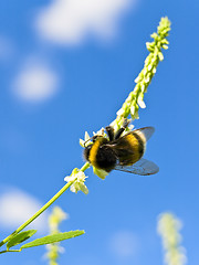 Image showing bee