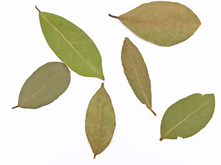 Image showing bay leaves