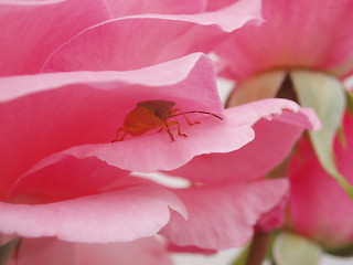 Image showing Rose with insect