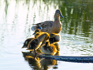 Image showing duck family 