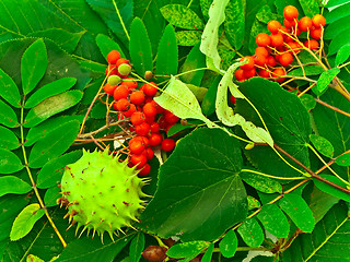 Image showing ashberry, chestnut and linden